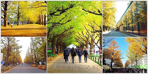 【東京景點】東京出發1小時內可抵達的賞銀杏景點，精選5條必去的東京銀杏大道 - 行程與懶人包 - 壞波妞の旅行食踨