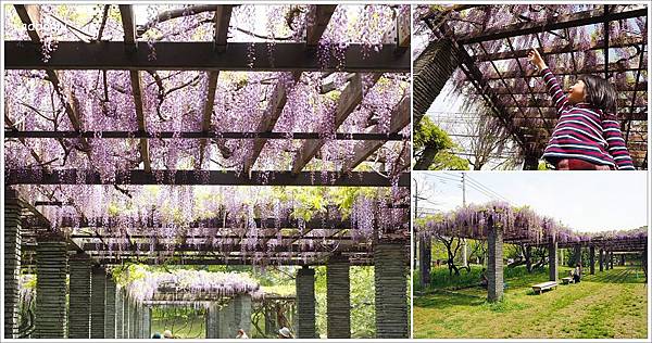 【遊】【九州】福岡舞鶴公園紫藤祭．福岡市區搭地鐵就能到的紫藤名所 - 九州 - 壞波妞の旅行食踨