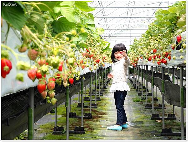 【遊】【沖繩】石川草莓園 - 40分鐘現採吃到飽 - 沖繩草莓吃到飽 - 壞波妞の旅行食踨
