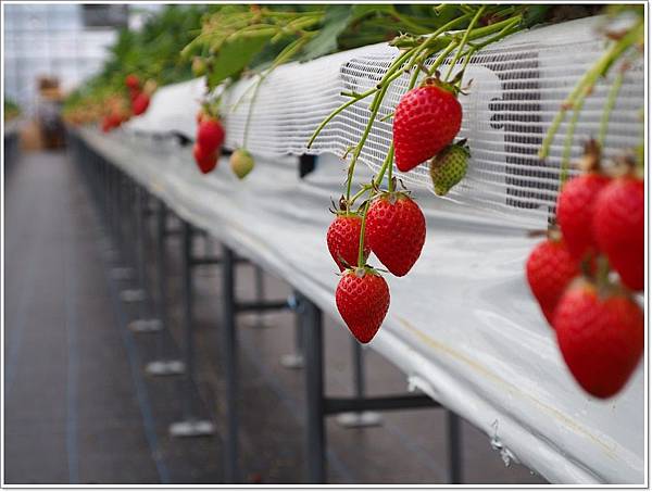 【遊】【長崎】溫泉草莓の食べ放題 - 長崎 草莓 - 壞波妞の旅行食踨