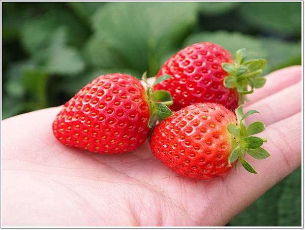 九州採草莓,佐世保 景點,豪斯登 景點,長崎 草莓 @壞波妞の旅行食踨