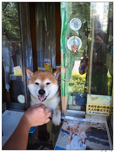 會賣東西的柴犬,會開窗戶的柴犬,東京 柴犬,東京 狗店長,東京 鈴木番,東京賣東西的柴犬,武蔵小金井 景點 @壞波妞の旅行食踨