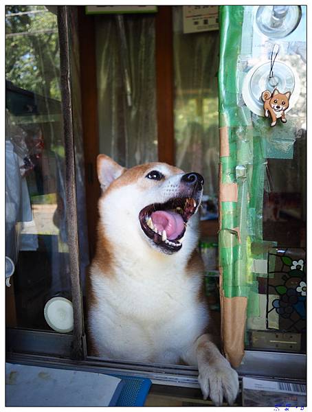 會賣東西的柴犬,會開窗戶的柴犬,東京 柴犬,東京 狗店長,東京 鈴木番,東京賣東西的柴犬,武蔵小金井 景點 @壞波妞の旅行食踨