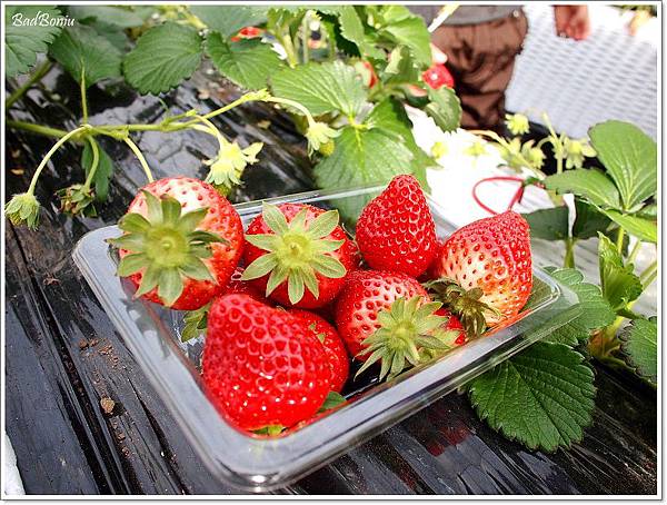 日本 採草莓,日本草莓吃到飽,那須 草莓,那須觀光 @壞波妞の旅行食踨