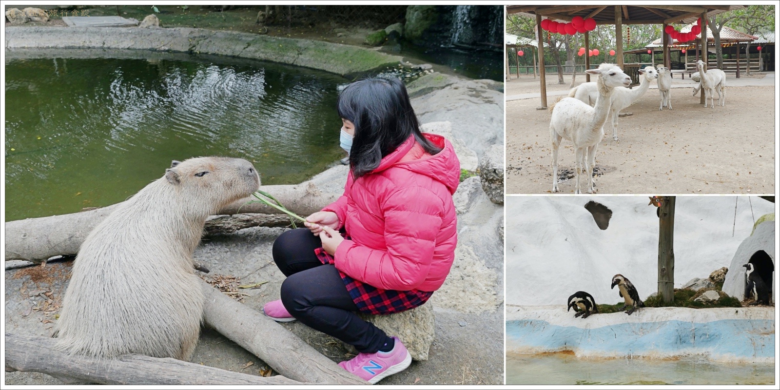 【台南親子景點】頑皮世界野生動物園，與水豚君的零距離接觸，入園第一件事就是先搶糧草! - 遊｛台南｝ - 壞波妞の旅行食踨