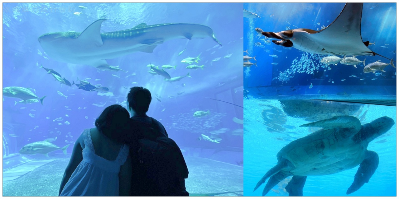 【沖繩景點】海洋博公園．沖繩美麗海水族館攻略，擁有世界第二大水箱與巨大鯨鯊，還有免費海豚表演 - (遊)北海道 - 壞波妞の旅行食踨