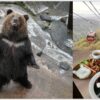 【北海道親子景點】登別熊牧場除了可以餵棕熊，搭登山纜車還讓我遇到滿山紅葉，再順遊登別地獄谷看閻魔變臉