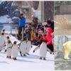 【北海道親子景點】旭山動物園看國王企鵝遊行，還有很難見到的北極熊，中學生以下都免費參觀!