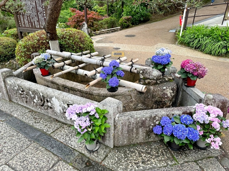 大阪看紫陽花,日本拜觀音,日本看繡球花,繡球花季節,長谷寺交通,長谷寺名物,關西賞楓,關西賞關西紫陽花 @壞波妞の旅行食踨