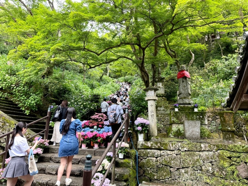 大阪看紫陽花,日本拜觀音,日本看繡球花,繡球花季節,長谷寺交通,長谷寺名物,關西賞楓,關西賞關西紫陽花 @壞波妞の旅行食踨