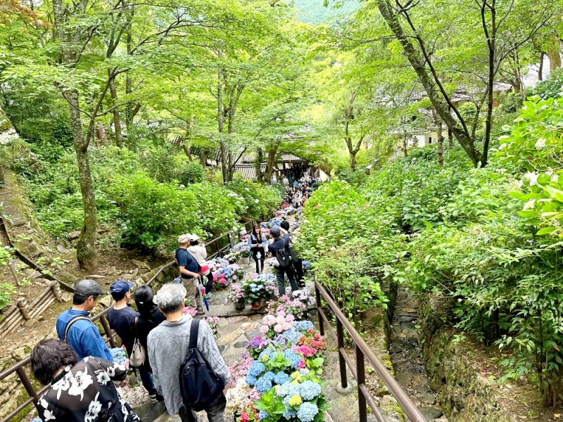 大阪看紫陽花,日本拜觀音,日本看繡球花,繡球花季節,長谷寺交通,長谷寺名物,關西賞楓,關西賞關西紫陽花 @壞波妞の旅行食踨