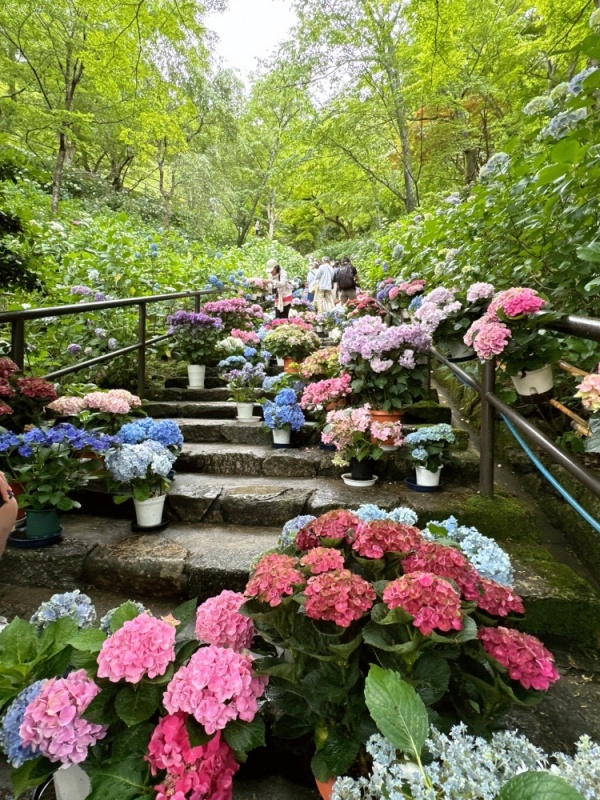 大阪看紫陽花,日本拜觀音,日本看繡球花,繡球花季節,長谷寺交通,長谷寺名物,關西賞楓,關西賞關西紫陽花 @壞波妞の旅行食踨