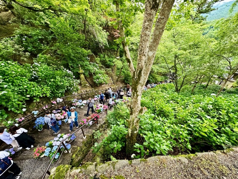 大阪看紫陽花,日本拜觀音,日本看繡球花,繡球花季節,長谷寺交通,長谷寺名物,關西賞楓,關西賞關西紫陽花 @壞波妞の旅行食踨