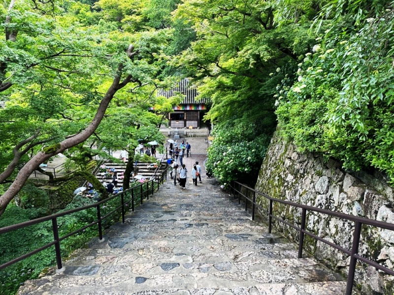 大阪看紫陽花,日本拜觀音,日本看繡球花,繡球花季節,長谷寺交通,長谷寺名物,關西賞楓,關西賞關西紫陽花 @壞波妞の旅行食踨