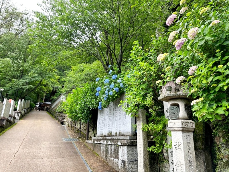 大阪看紫陽花,日本拜觀音,日本看繡球花,繡球花季節,長谷寺交通,長谷寺名物,關西賞楓,關西賞關西紫陽花 @壞波妞の旅行食踨