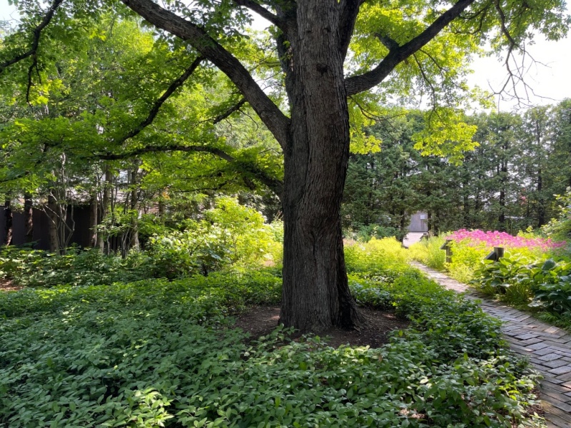 六花亭下午茶,六花亭早餐,六花亭餐廳,帶廣六花亭,帶廣景點,道南景點 @壞波妞の旅行食踨